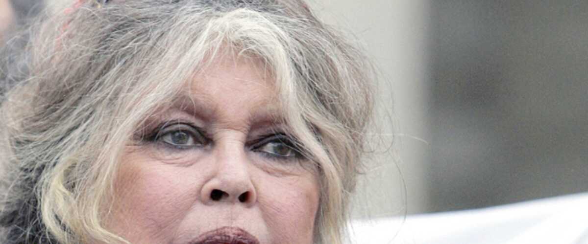 Brigitte Bardot A Perdu Son Chat Gala