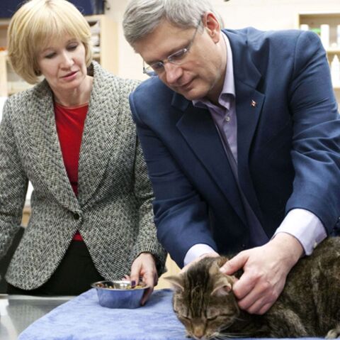 Stephen Harper Cherche Le Nom De Son Chat Gala Stephen Harper Cherche Le Nom De Son Chat Gala