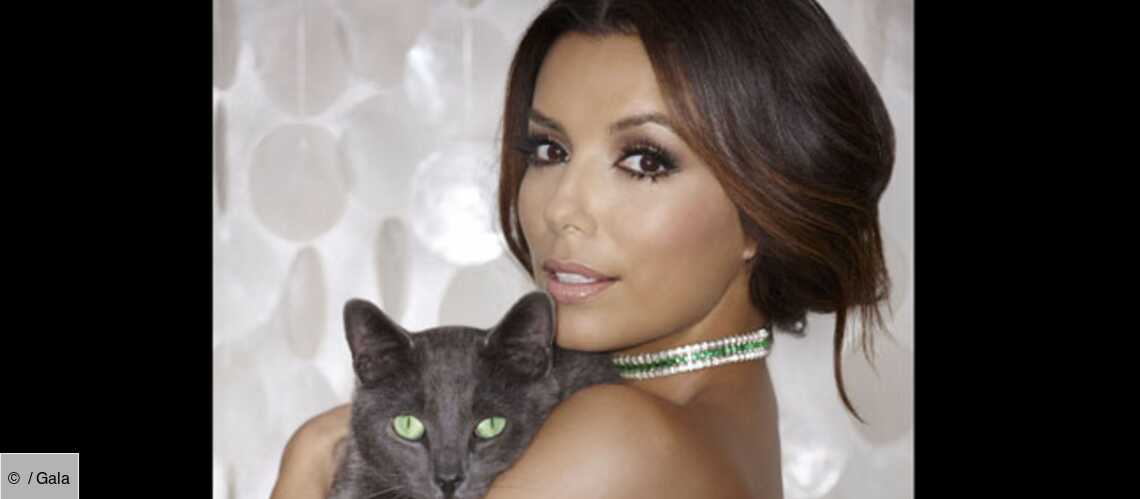 Video Eva Longoria Ronronne Pour Sheba Gala