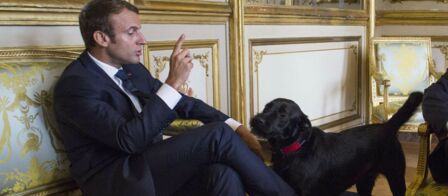 nemo-le-chien-d-emmanuel-macron-a-encore