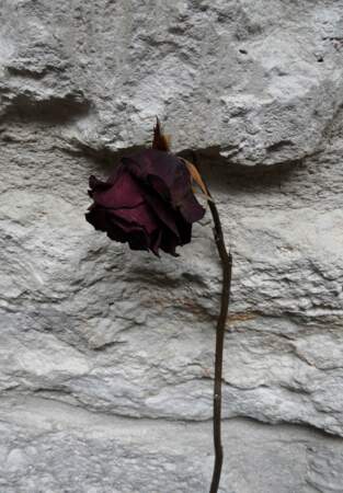 Amélie Nothomb se réjouit d'avoir une rose à son nom, dont les couleurs lui rappellent le thé et le champagne 