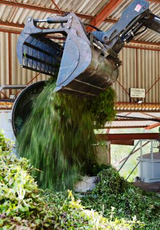 A peine récoltée, les plants de menthe poivrée bio sont immédiatement distillés.