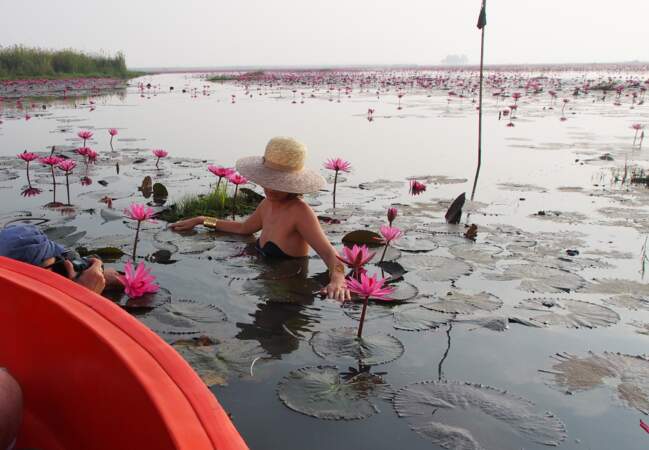 Plongée dans le lac Nong Han, entourée de lotus roses