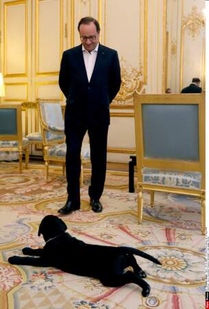 Philae est le célèbre labrador du président François Hollande