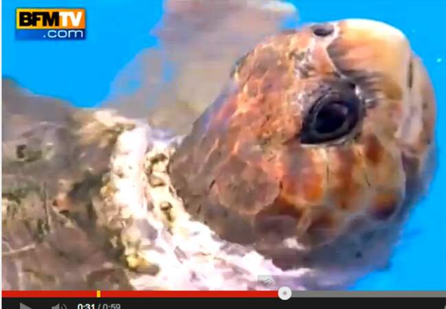 7:Big Head la tortue