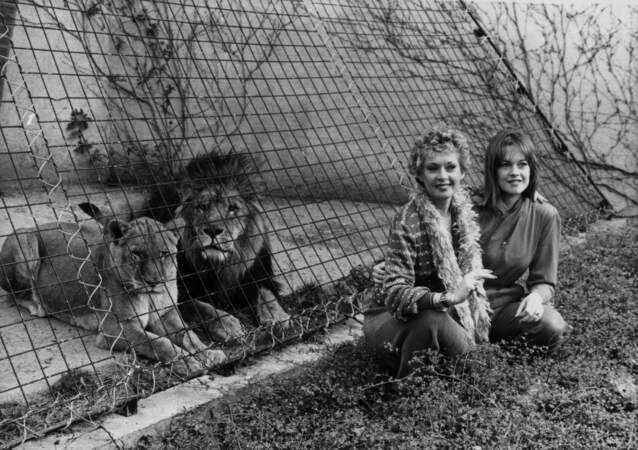 Tippi Hedren et sa fille, Melanie Griffith, avec des lions