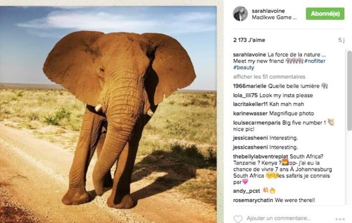 Les éléphants du Botswana
