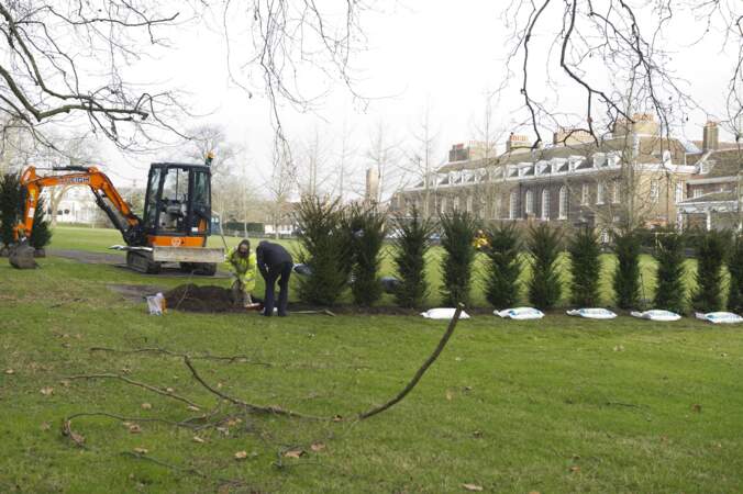Des arbres sont plantés devant le palais de Kensington à Londres
