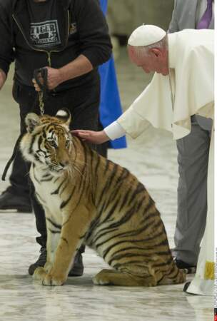 Le pape François confond chats et tigres