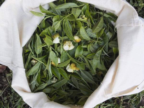 Les feuilles de thé sont mises au repos après la récolte.