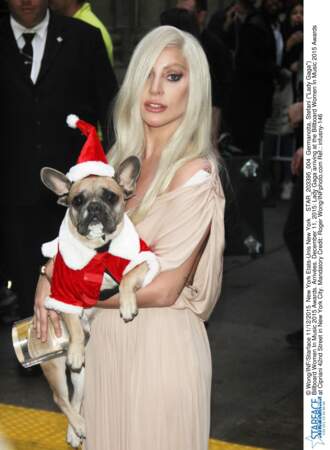 Lady Gaga, son bouledogue français bientôt un Fame Monster ? 