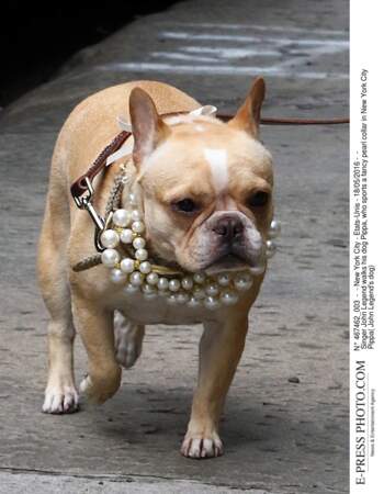 Pippa, le chien du chanteur John Legend se promène dans les rues de New York