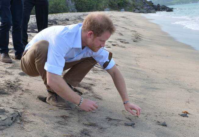 Le prince Harry guide les bébés tortues vers l'eau