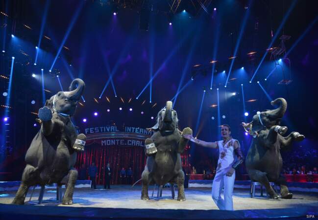 Les éléphants ont parfaitement joué le jeu du cirque...