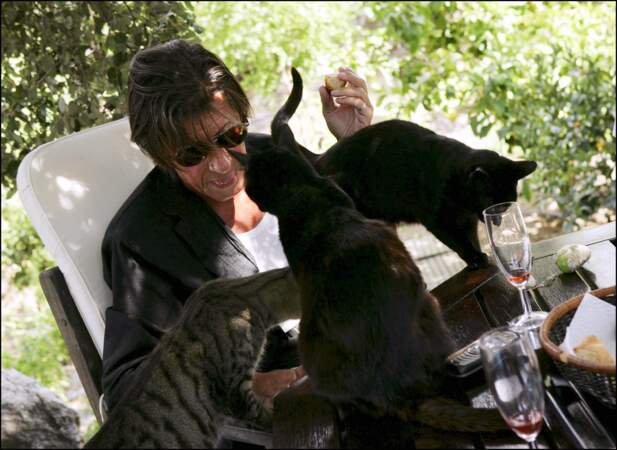 Jacques Dutronc, à l'état "sauvage" avec ses chats, à Monticello, en Corse, où il vit désormais à l'année.