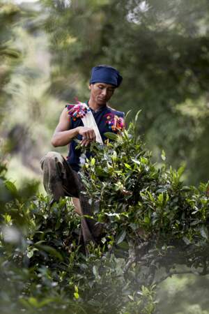 Depuis des millénaires, ce sont les membres du peuple Bulang qui récoltent les feuilles de thé Pu-Er.