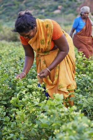 La cueillette se fait en Inde du Sud, exclusivement par des femmes et à la main.