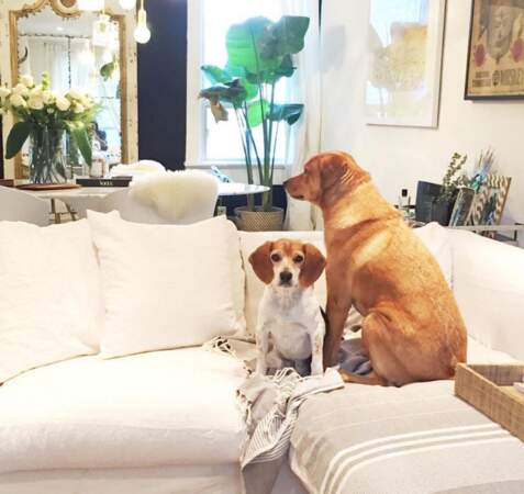 Ses chiens trônent fièrement sur son canapé