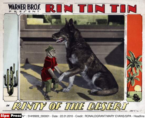 Rin Tin Tin 