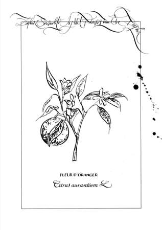 La Fleur d'oranger, Herbier, Nicolas Ouchenir pour Darphin