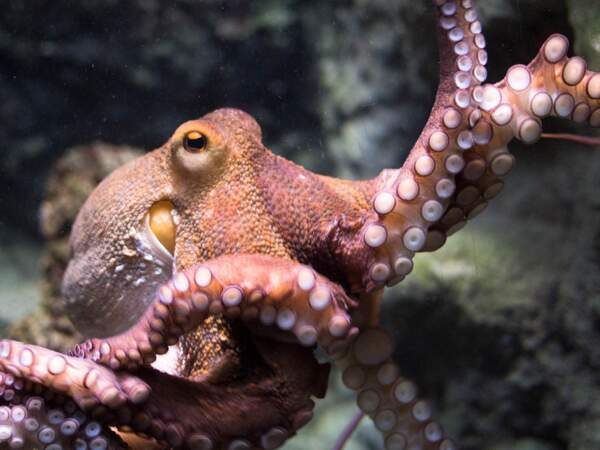 Nicolas Cage possède une pieuvre et bien d'autre animaux marins...