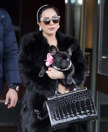Lady Gaga est folle de ses chiens, Asia et Angel, elle les materne comme de petites poupées, mais fâche la PETA
