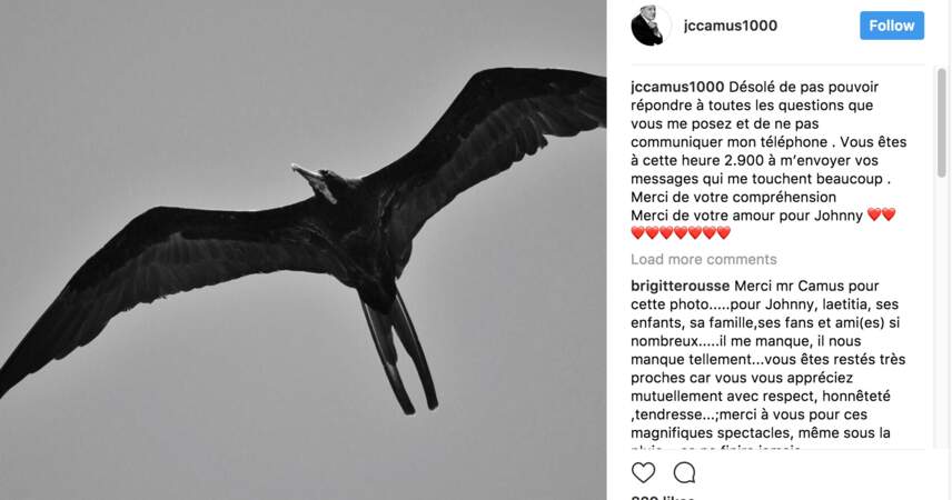 Oiseau noir photographié par Jean-Claude Camus