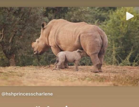 Le rhino avant Albert de Monaco ?