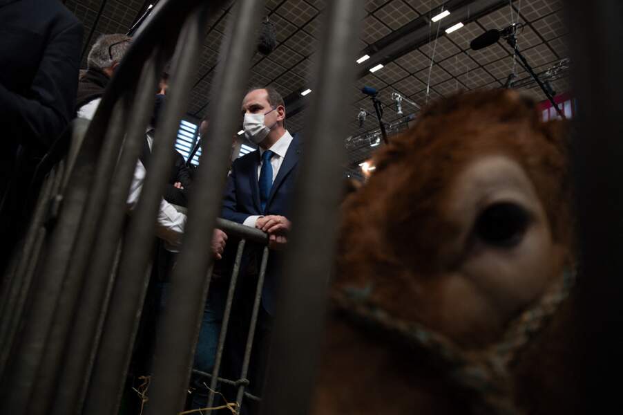 Le chef du gouvernement a semblé très à l'aise au milieu des animaux au Salon de l'agriculture. 