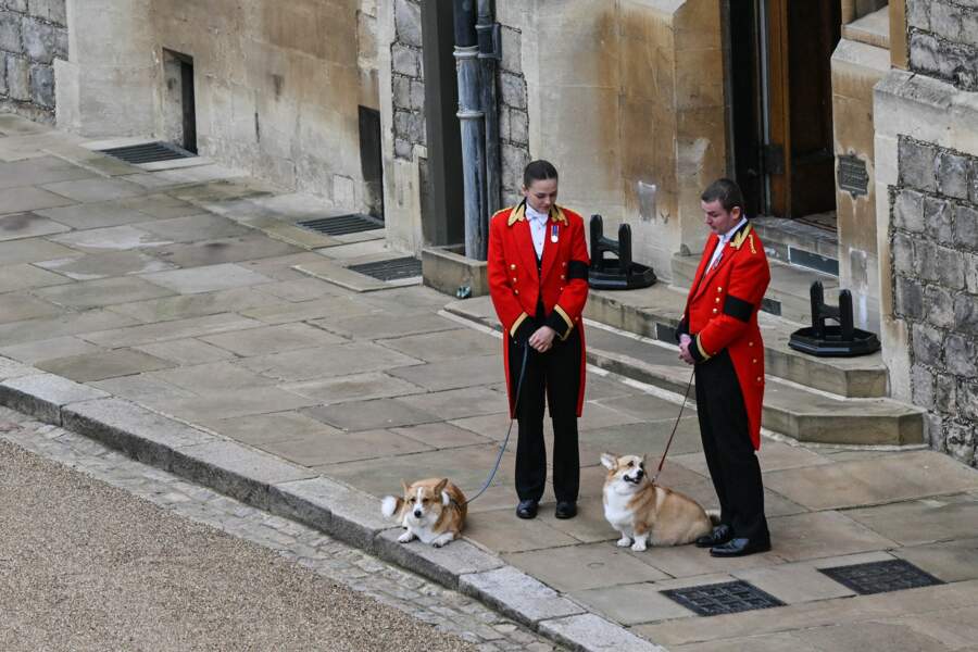 Muick et Sandy, les corgis de la reine Elizabeth II d'Angleterre, accueillent le cercueil au château de Windsor, le 19 septembre 2022.