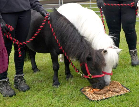 Les deux poneys ont été nourris par la reine lors de sa visite à Great Yarmouth 