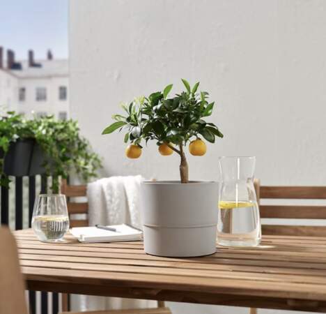 CITRUS, Plante en pot, oranger calamondin, IKEA, 14.99€