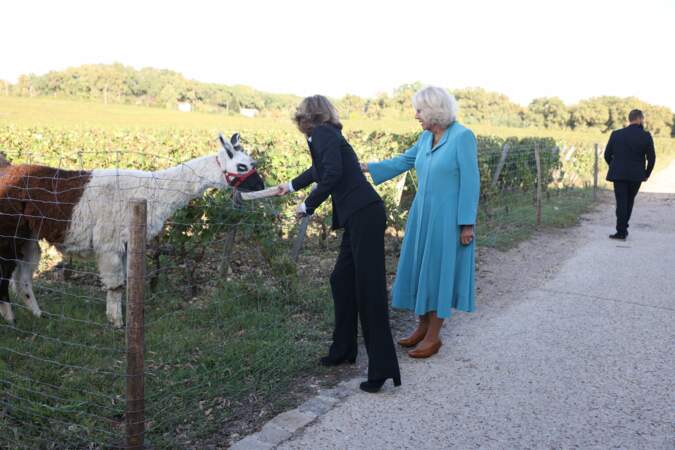 La reine Camilla surprise par un lama lors de sa visite du domaine viticole du château Smith Haut Lafitte à Martillac près de Bordeaux, ce vendredi 22 septembre 2023