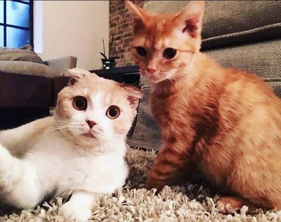 Les deux chats d'Ed Sheeran, Calippo et Dorito
