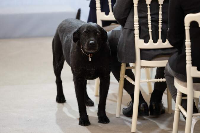 Nemo; le chien du couple présidentiel - Remise des prix "Non au Harcèlement 2024" au palais de l'Elysée à Paris. Le 29 mai 2024